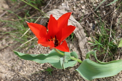 Tulipa fosteriana, photograph (c) Wolfgang Ahlmer, some rights reserved (CC BY)