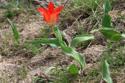 Tulipa fosteriana, photograph 2
