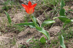 Tulipa fosteriana, photograph (c) Wolfgang Ahlmer, some rights reserved (CC BY)