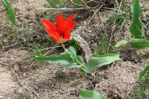 Pamir Mountains Tulip (Tulipa fosteriana)