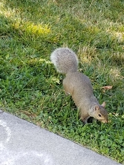 Sciurus carolinensis