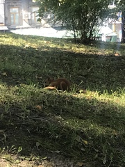 Sciurus vulgaris