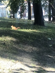 Sciurus vulgaris