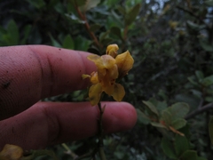 Cyrtochilum densiflorum