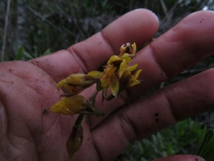 Cyrtochilum densiflorum