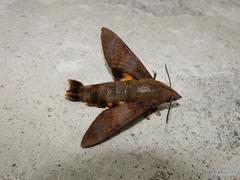 Macroglossum corythus