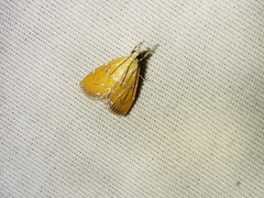 Xanthophysa psychicalis