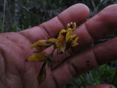 Cyrtochilum densiflorum