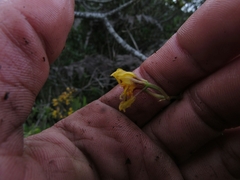 Cyrtochilum densiflorum