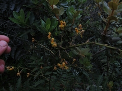 Cyrtochilum densiflorum