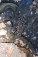 Ellipsoptera hamata