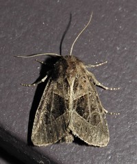 Oligia obtusa