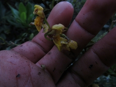 Cyrtochilum densiflorum