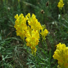 Linaria