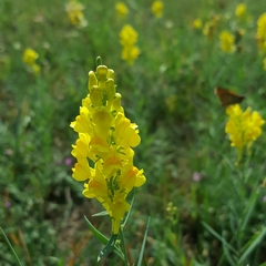 Linaria