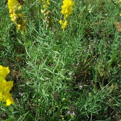 Linaria