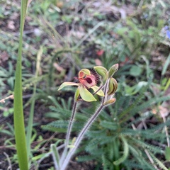 Caladenia discoidea