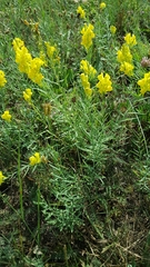 Linaria
