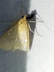 Diastictis