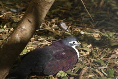 White-Breasted Ground Dove photo 3