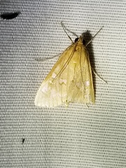 Diastictis