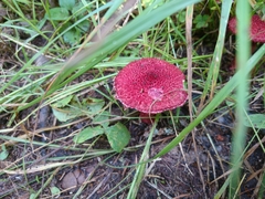 Suillus asiaticus