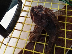 Hemitripterus americanus