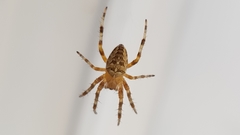 Araneus diadematus