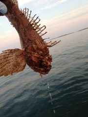 Hemitripterus americanus