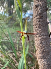 Lyperanthus serratus