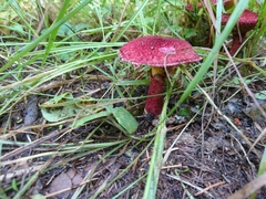 Suillus asiaticus