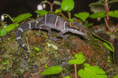 Boulenger's Indian Gecko photo 2