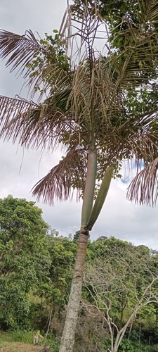 Image of Amazon Açaí (Euterpe precatoria) by (c) Alfredo Gutierrez Dipaz, some rights reserved (CC BY)