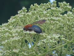 Xylocopa ruficeps