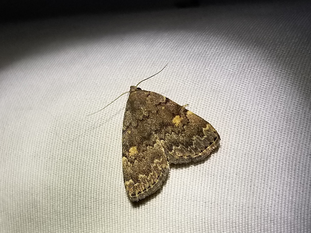Common Idia Moth from Prince George's, Maryland, United States on ...