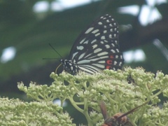 Hestina assimilis formosana