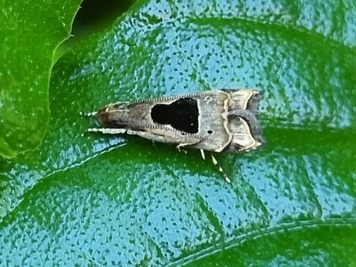 Brachmia septella