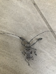 Lagocheirus procerus