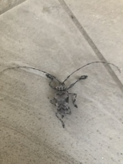 Lagocheirus procerus