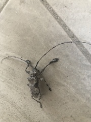 Lagocheirus procerus