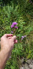 Liatris novae-angliae