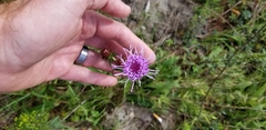 Liatris novae-angliae