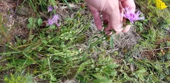 Liatris novae-angliae