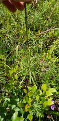 Liatris novae-angliae