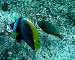 Heniochus singularius