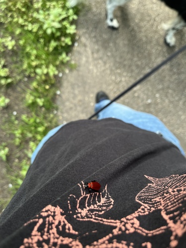 Black-headed Cardinal Beetle, Park Oude Haven, Hilversum, Noord-Holland, NL, photo 6 of 10