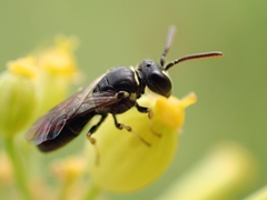 Hylaeus pictipes