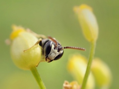 Hylaeus pictipes