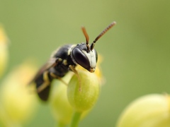 Hylaeus pictipes