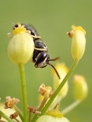 Hylaeus pictipes